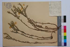 Onosma asperum Vel. [ SOMXXXXX0255] (c) Institute of Biodiversity and Ecosystem Research, BAS — Vascular Plants and Mosses Collections (SOM)