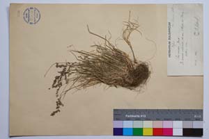 Poa pirinica Acht. & Stoj. [ SOMXXXXX0257] (c) Institute of Biodiversity and Ecosystem Research, BAS — Vascular Plants and Mosses Collections (SOM)