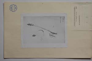 Poa molineri Balbis [ SOMXXXXX0258] (c) Institute of Biodiversity and Ecosystem Research, BAS — Vascular Plants and Mosses Collections (SOM)
