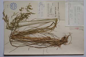 Poa allica Boiss & Heldr. [ SOMXXXXX0259] (c) Institute of Biodiversity and Ecosystem Research, BAS — Vascular Plants and Mosses Collections (SOM)