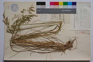Poa allica Boiss & Heldr. [ SOMXXXXX0259] (2) (c) Institute of Biodiversity and Ecosystem Research, BAS — Vascular Plants and Mosses Collections (SOM)