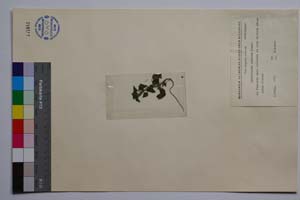 Parietaria erronea Panov [ SOMXXXXX0260] (c) Institute of Biodiversity and Ecosystem Research, BAS — Vascular Plants and Mosses Collections (SOM)