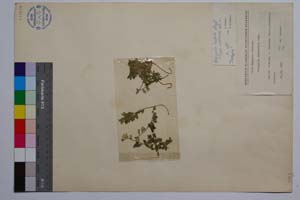 Polygala murbeckii Deg. [ SOMXXXXX0262] (c) Institute of Biodiversity and Ecosystem Research, BAS — Vascular Plants and Mosses Collections (SOM)