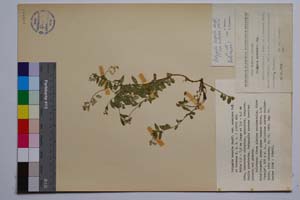 Polygala hospita Heuff. var. moesiaca Koz. & Petrova [ SOMXXXXX0263] (c) Institute of Biodiversity and Ecosystem Research, BAS — Vascular Plants and Mosses Collections (SOM)