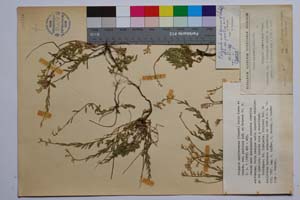 Polygala mediterranea (Chodat) Dalla Torre & Sarnth. var. parilica Koz. & Petrova [ SOMXXXXX0264] (c) Institute of Biodiversity and Ecosystem Research, BAS — Vascular Plants and Mosses Collections (SOM)
