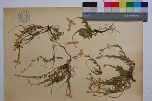 Polygala mediterranea (Chodat) Dalla Torre & Sarnth. var. parilica Koz. & Petrova [ SOMXXXXX0264] (2) (c) Institute of Biodiversity and Ecosystem Research, BAS — Vascular Plants and Mosses Collections (SOM)