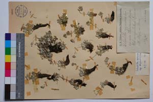 Potentilla appenina Ten. ssp. stojanovii Urum. [ SOMXXXXX0265] (c) Institute of Biodiversity and Ecosystem Research, BAS — Vascular Plants and Mosses Collections (SOM)