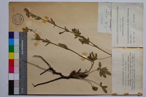 Potentilla suphurea Lam. var. achtarovii Markova [ SOMXXXXX0266] (c) Institute of Biodiversity and Ecosystem Research, BAS — Vascular Plants and Mosses Collections (SOM)