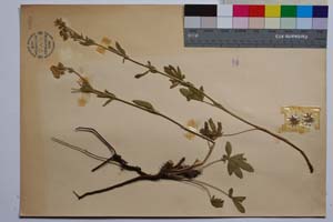Potentilla suphurea Lam. var. achtarovii Markova [ SOMXXXXX0266] (2) (c) Institute of Biodiversity and Ecosystem Research, BAS — Vascular Plants and Mosses Collections (SOM)