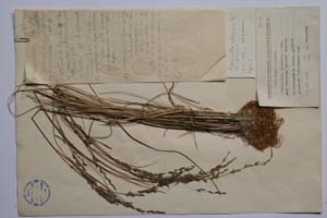 Puccinellia salsuginea Georg. [ SOMXXXXX0267] (c) Institute of Biodiversity and Ecosystem Research, BAS — Vascular Plants and Mosses Collections (SOM)