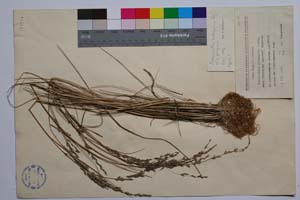 Puccinellia salsuginea Georg. [ SOMXXXXX0267] (2) (c) Institute of Biodiversity and Ecosystem Research, BAS — Vascular Plants and Mosses Collections (SOM)