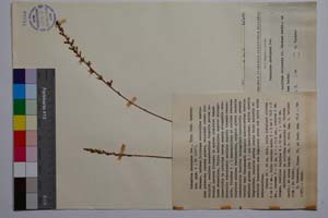 Podanthum rhodopaeum Dav. [ SOMXXXXX0268] (c) Institute of Biodiversity and Ecosystem Research, BAS — Vascular Plants and Mosses Collections (SOM)