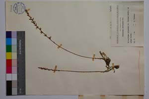 Podanthum rhodopaeum Dav. [ SOMXXXXX0268] (2) (c) Institute of Biodiversity and Ecosystem Research, BAS — Vascular Plants and Mosses Collections (SOM)