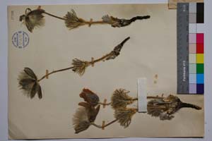 Pulsatilla montana ssp. slaviankae Zimmermann & J. Rummelspacher [ SOMXXXXX0269] (2) (c) Institute of Biodiversity and Ecosystem Research, BAS — Vascular Plants and Mosses Collections (SOM)