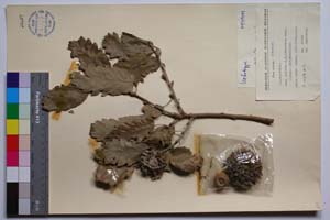 Quercus aegilops L. var. balotin J. D. [ SOMXXXXX0270] (c) Institute of Biodiversity and Ecosystem Research, BAS — Vascular Plants and Mosses Collections (SOM)