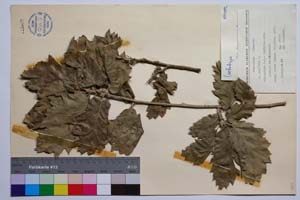 Quercus aegilops L. var. malero J. D. [ SOMXXXXX0271] (c) Institute of Biodiversity and Ecosystem Research, BAS — Vascular Plants and Mosses Collections (SOM)