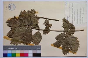 Quercus aegilops L. var. malero J. D. [ SOMXXXXX0271] (2) (c) Institute of Biodiversity and Ecosystem Research, BAS — Vascular Plants and Mosses Collections (SOM)