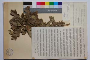 Quercus mestensis Bond. & Gan. [ SOMXXXXX0272] (c) Institute of Biodiversity and Ecosystem Research, BAS — Vascular Plants and Mosses Collections (SOM)