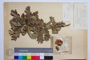 Quercus mestensis Bond. & Gan. [ SOMXXXXX0272] (2) (c) Institute of Biodiversity and Ecosystem Research, BAS — Vascular Plants and Mosses Collections (SOM)