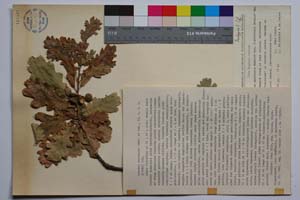 Quercus mestensis Bond. & Gan. [ SOMXXXXX0273] (c) Institute of Biodiversity and Ecosystem Research, BAS — Vascular Plants and Mosses Collections (SOM)