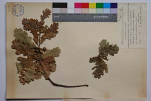 Quercus mestensis Bond. & Gan. [ SOMXXXXX0273] (2) (c) Institute of Biodiversity and Ecosystem Research, BAS — Vascular Plants and Mosses Collections (SOM)