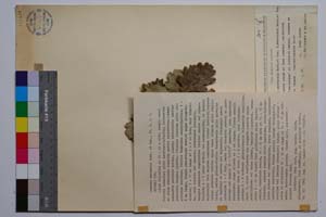 Quercus mestensis Bond. & Gan. [ SOMXXXXX0274] (c) Institute of Biodiversity and Ecosystem Research, BAS — Vascular Plants and Mosses Collections (SOM)