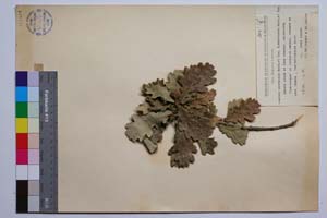 Quercus mestensis Bond. & Gan. [ SOMXXXXX0274] (2) (c) Institute of Biodiversity and Ecosystem Research, BAS — Vascular Plants and Mosses Collections (SOM)