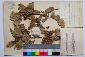 Quercus deleshampii Ten. f. breviloba Gan. & Bond. [ SOMXXXXX0275] (c) Institute of Biodiversity and Ecosystem Research, BAS — Vascular Plants and Mosses Collections (SOM)