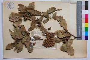 Quercus deleshampii Ten. f. breviloba Gan. & Bond. [ SOMXXXXX0275] (2) (c) Institute of Biodiversity and Ecosystem Research, BAS — Vascular Plants and Mosses Collections (SOM)