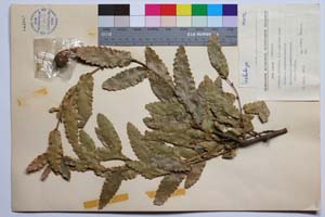 Quercus illirica J. D. [ SOMXXXXX0276] (c) Institute of Biodiversity and Ecosystem Research, BAS — Vascular Plants and Mosses Collections (SOM)