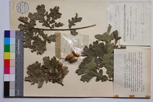 Quercus erucifolia Stev. f. cremena Gan. & Bond. [ SOMXXXXX0277] (c) Institute of Biodiversity and Ecosystem Research, BAS — Vascular Plants and Mosses Collections (SOM)