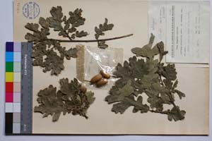 Quercus erucifolia Stev. f. cremena Gan. & Bond. [ SOMXXXXX0277] (2) (c) Institute of Biodiversity and Ecosystem Research, BAS — Vascular Plants and Mosses Collections (SOM)