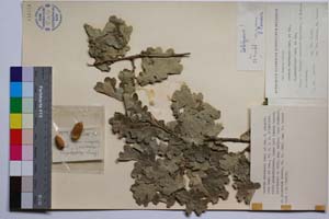 Quercus mestensis Gan. & Bond. f. pinnatiloba Gan. & Bond. [ SOMXXXXX0278] (c) Institute of Biodiversity and Ecosystem Research, BAS — Vascular Plants and Mosses Collections (SOM)