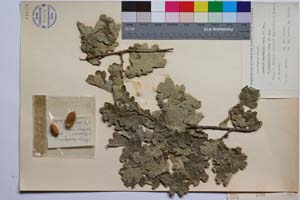 Quercus mestensis Gan. & Bond. f. pinnatiloba Gan. & Bond. [ SOMXXXXX0278] (2) (c) Institute of Biodiversity and Ecosystem Research, BAS — Vascular Plants and Mosses Collections (SOM)