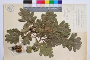 Quercus pedunculiflora C. Koch var. pubipedunculata f. longiloba Gan. & Bond. [ SOMXXXXX0279] (2) (c) Institute of Biodiversity and Ecosystem Research, BAS — Vascular Plants and Mosses Collections (SOM)