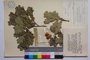 Quercus pedunculiflora C. Koch var. pubipedunculata Gan. & Bond. [ SOMXXXXX0280] (c) Institute of Biodiversity and Ecosystem Research, BAS — Vascular Plants and Mosses Collections (SOM)