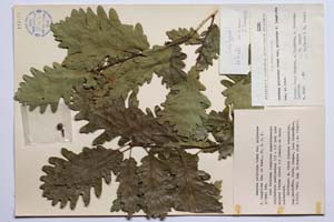 Quercus polycarpa Schur. var. polycarpa f. longiloba Gan. & Bond. [ SOMXXXXX0281] (c) Institute of Biodiversity and Ecosystem Research, BAS — Vascular Plants and Mosses Collections (SOM)