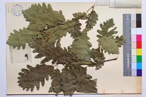 Quercus polycarpa Schur. var. polycarpa f. longiloba Gan. & Bond. [ SOMXXXXX0281] (2) (c) Institute of Biodiversity and Ecosystem Research, BAS — Vascular Plants and Mosses Collections (SOM)