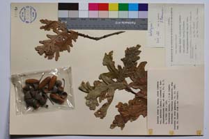 Quercus robur L. ssp. robur Schwarz var. puberula (Lasch.) Schwarz f. brachypedunculata Gan. & Bond. [ SOMXXXXX0282] (c) Institute of Biodiversity and Ecosystem Research, BAS — Vascular Plants and Mosses Collections (SOM)