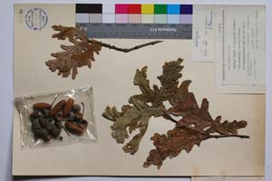 Quercus robur L. ssp. robur Schwarz var. puberula (Lasch.) Schwarz f. brachypedunculata Gan. & Bond. [ SOMXXXXX0282] (2) (c) Institute of Biodiversity and Ecosystem Research, BAS — Vascular Plants and Mosses Collections (SOM)
