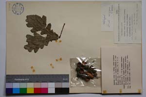 Quercus robur L. ssp. robur Schwarz var. puberula (Lasch.) Schwarz f. camciensis Gan. & Bond. [ SOMXXXXX0283] (c) Institute of Biodiversity and Ecosystem Research, BAS — Vascular Plants and Mosses Collections (SOM)