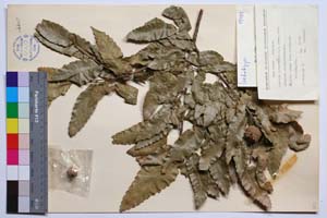 Quercus sphaerocarpa J. D. [ SOMXXXXX0284] (c) Institute of Biodiversity and Ecosystem Research, BAS — Vascular Plants and Mosses Collections (SOM)