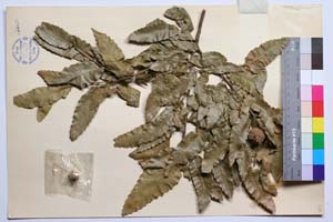 Quercus sphaerocarpa J. D. [ SOMXXXXX0284] (2) (c) Institute of Biodiversity and Ecosystem Research, BAS — Vascular Plants and Mosses Collections (SOM)