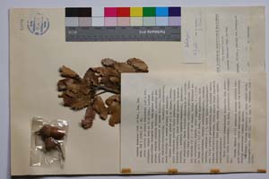 Quercus thracica B. Stef. & S. Ned. [ SOMXXXXX0286] (c) Institute of Biodiversity and Ecosystem Research, BAS — Vascular Plants and Mosses Collections (SOM)