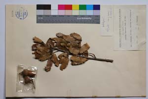 Quercus thracica B. Stef. & S. Ned. [ SOMXXXXX0286] (2) (c) Institute of Biodiversity and Ecosystem Research, BAS — Vascular Plants and Mosses Collections (SOM)