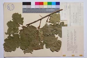 Quercus virgiliana Ten. var. ambigua (A. DC.) Schwarz f. pirinica Gan. & Bond. [ SOMXXXXX0287] (c) Institute of Biodiversity and Ecosystem Research, BAS — Vascular Plants and Mosses Collections (SOM)