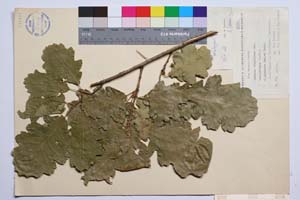 Quercus virgiliana Ten. var. ambigua (A. DC.) Schwarz f. pirinica Gan. & Bond. [ SOMXXXXX0287] (2) (c) Institute of Biodiversity and Ecosystem Research, BAS — Vascular Plants and Mosses Collections (SOM)