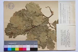 Quercus virgiliana Ten. var. ambigua (A. DC.) Schwarz f. pirinica Gan. & Bond. [ SOMXXXXX0288] (c) Institute of Biodiversity and Ecosystem Research, BAS — Vascular Plants and Mosses Collections (SOM)