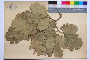 Quercus virgiliana Ten. var. ambigua (A. DC.) Schwarz f. pirinica Gan. & Bond. [ SOMXXXXX0288] (2) (c) Institute of Biodiversity and Ecosystem Research, BAS — Vascular Plants and Mosses Collections (SOM)