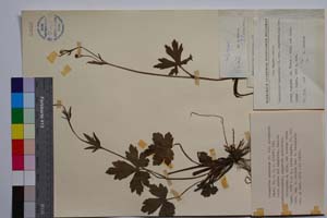Ranunculus nemorosus DC. var. georgievii Penev [ SOMXXXXX0290] (c) Institute of Biodiversity and Ecosystem Research, BAS — Vascular Plants and Mosses Collections (SOM)